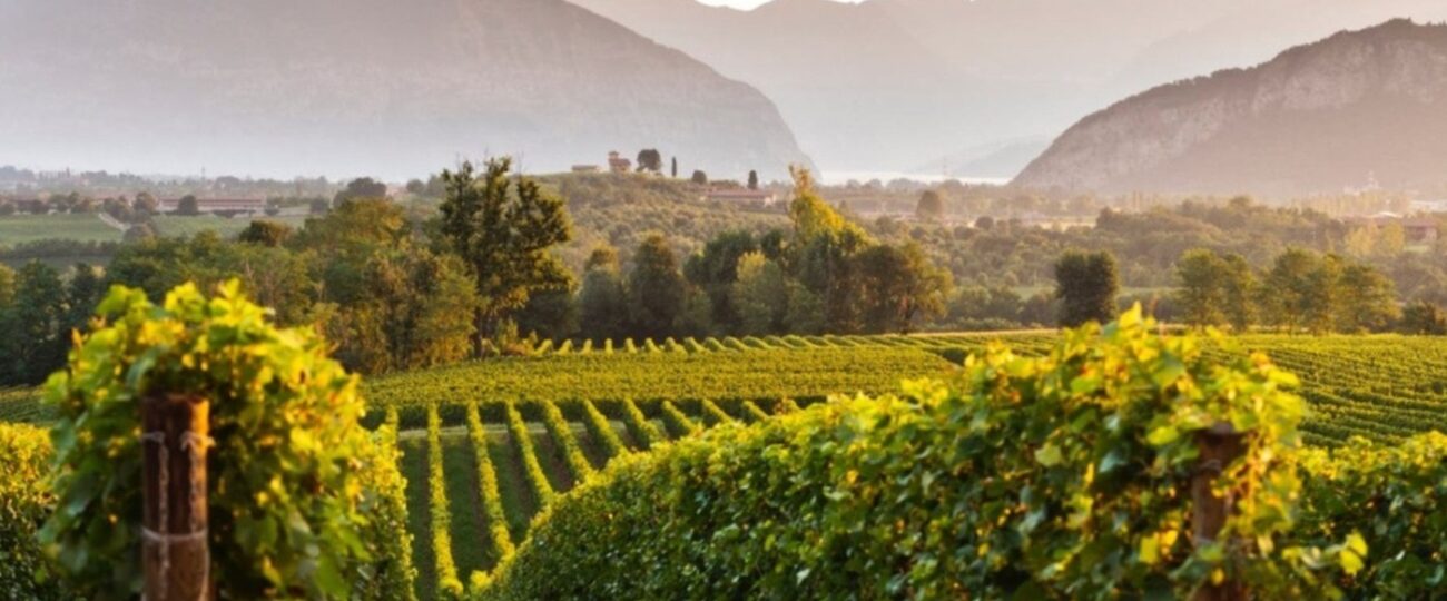 Festival di Franciacorta in Cantina. Vigna